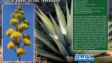 Desert Agave information