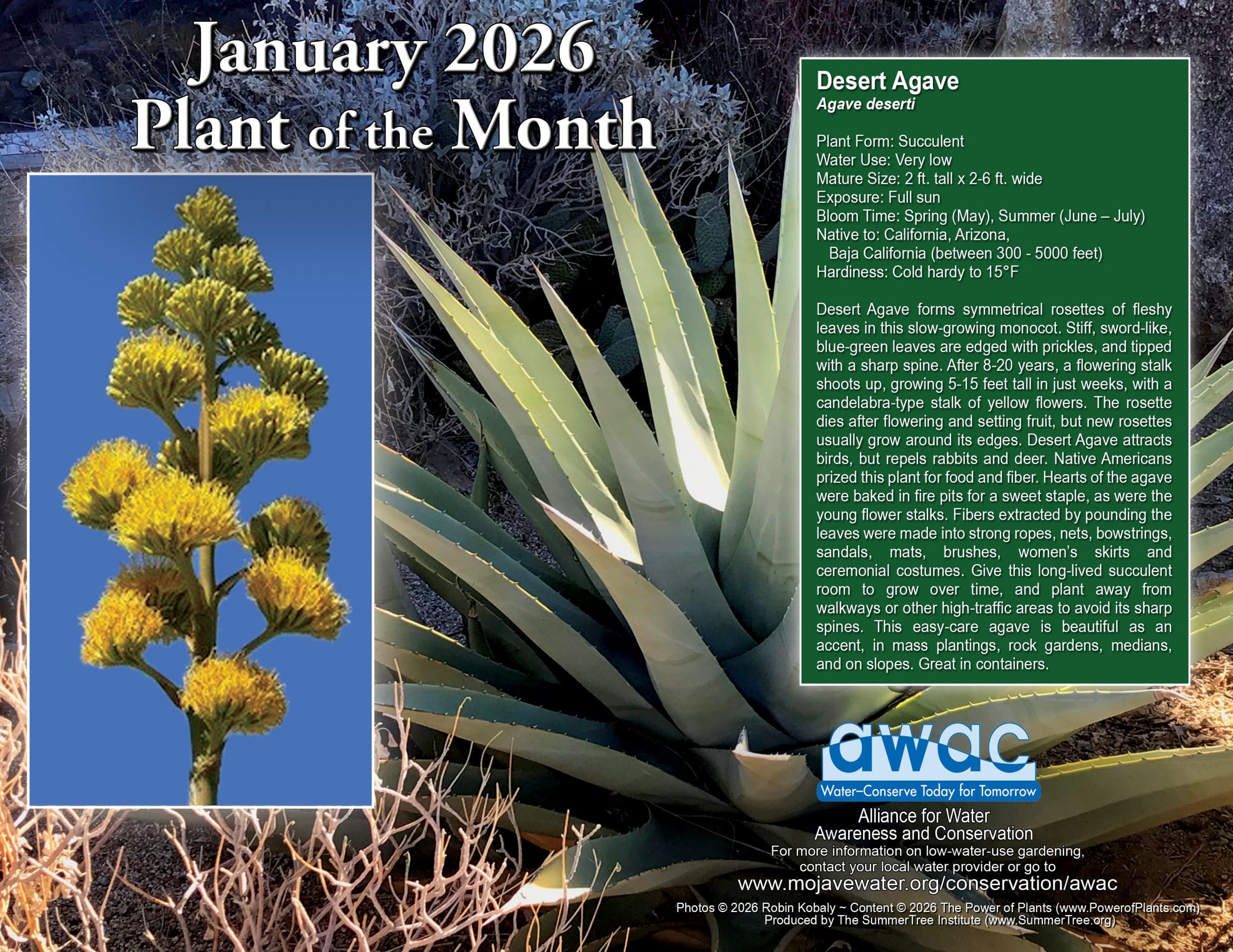 Desert Agave information