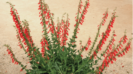 Penstemon eatonii plant