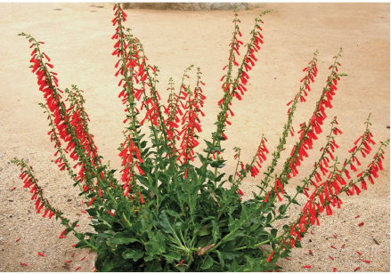 Penstemon eatonii plant