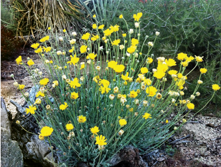 Desert Marigold plant in nature