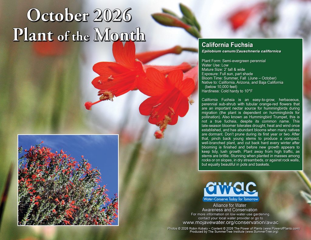 October 2026 Plant of the Month graphic featuring California fuchsia, a low-water, semi-evergreen perennial with bright orange-red tubular flowers. The graphic includes close-up and full-plant photos, along with information about its size, sun exposure, summer-to-fall bloom period, drought tolerance, hummingbird benefits and care. Produced by the Alliance for Water Awareness and Conservation.