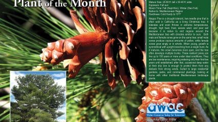 Aleppo Pine plant and description