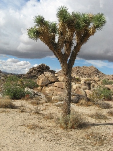 Image of Desert View Conservation Area