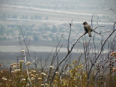 Image of North Etiwanda bird looking out