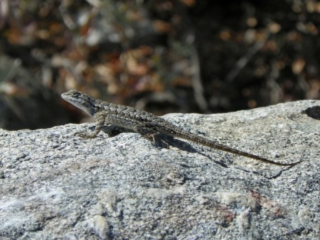 Image of North Etiwanda Lizard