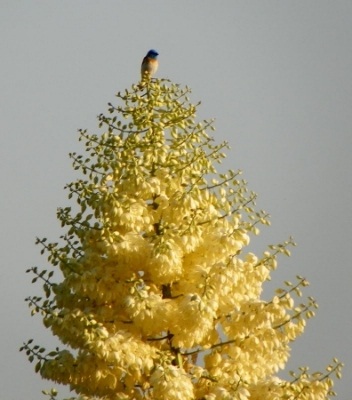 Image of North Etiwanda Tree and Bird