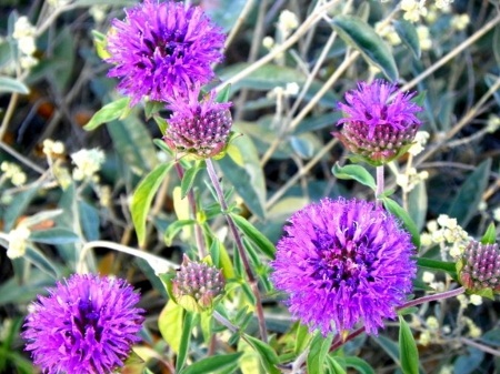 North Etiwanda Purple flowers
