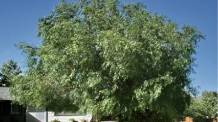 January 2021 California Pepper Tree