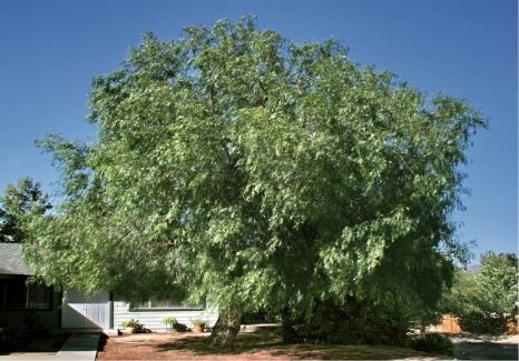 California Pepper Tree