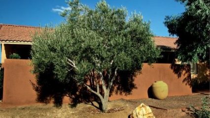 January 2020 Olive Tree
