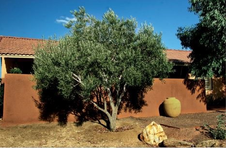 January 2020 Olive Tree