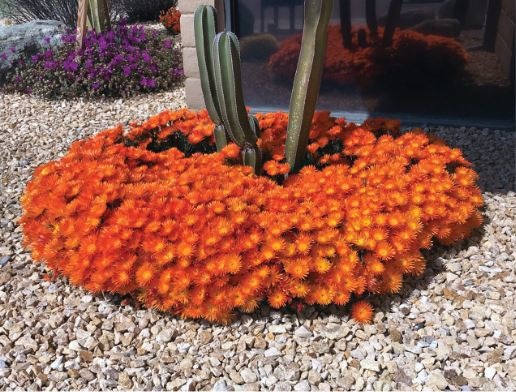 Orange Form Ice Plant