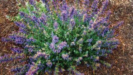 May 2020 Catmint