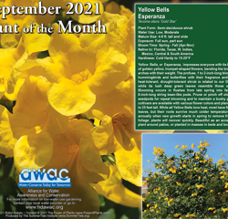 September 2021 Yellow Bells Esperanza