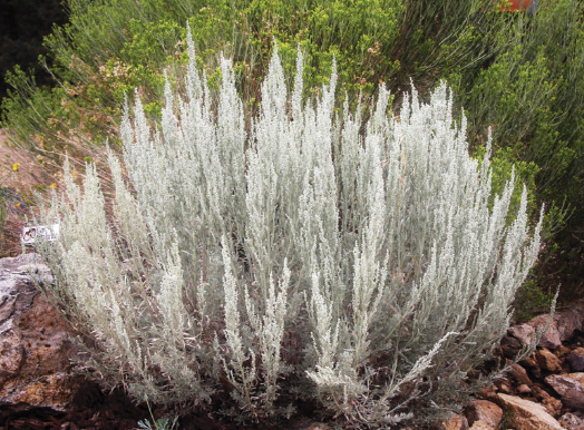 October 2021 Plant of the month - great basin sage