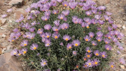 May 2022 Plant of the Month Mojave Aster