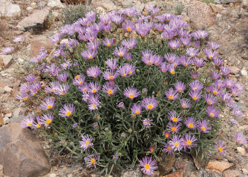 May 2022 Plant of the Month Mojave Aster