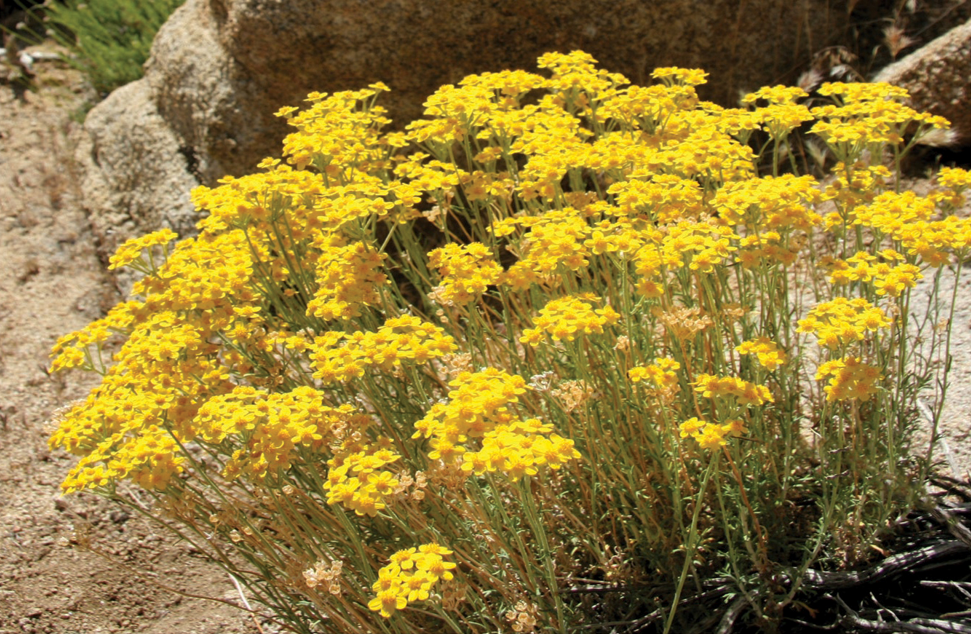 Image of June 2022 Plant of the Month Golden Yarrow