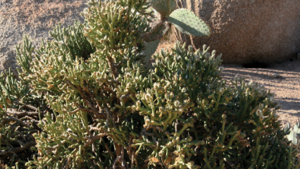 Plant of the month July Pencil Cholla