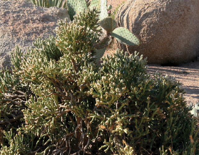 Plant of the month July Pencil Cholla