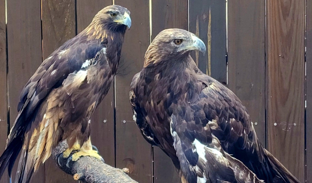 Big Bear Parks and Rec District – Special Districts