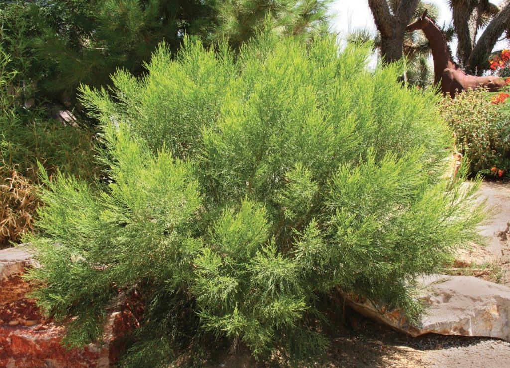 November 2022 Plant of the Month: Desert Broom, Broom Baccharis ...