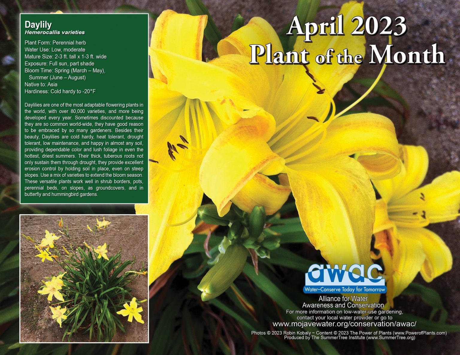 April Plant of the Month – Public Works