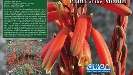 October 2025 Plant of the Month - Aloe Blue Elf