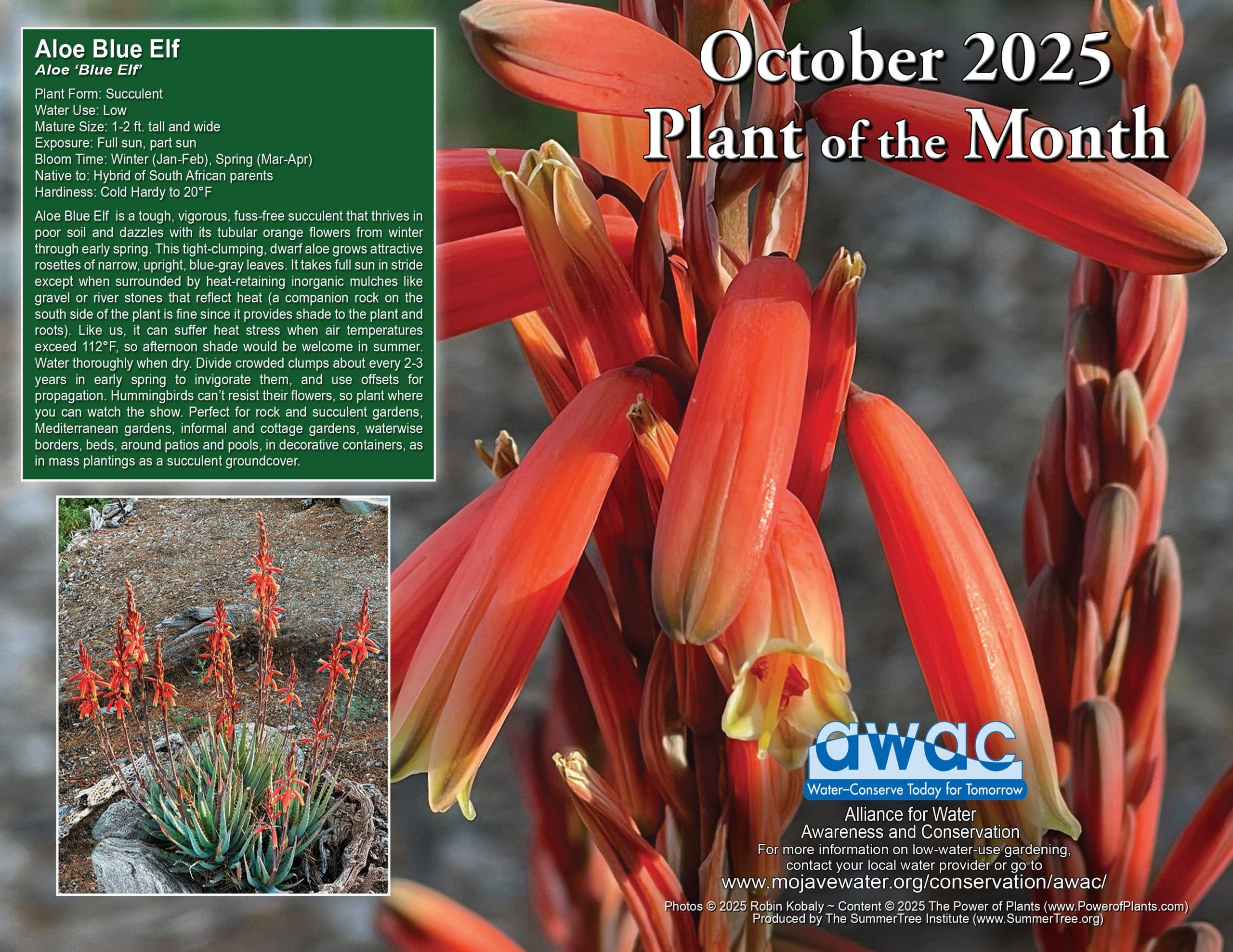 October 2025 Plant of the Month - Aloe Blue Elf