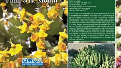 Plants of November 2025