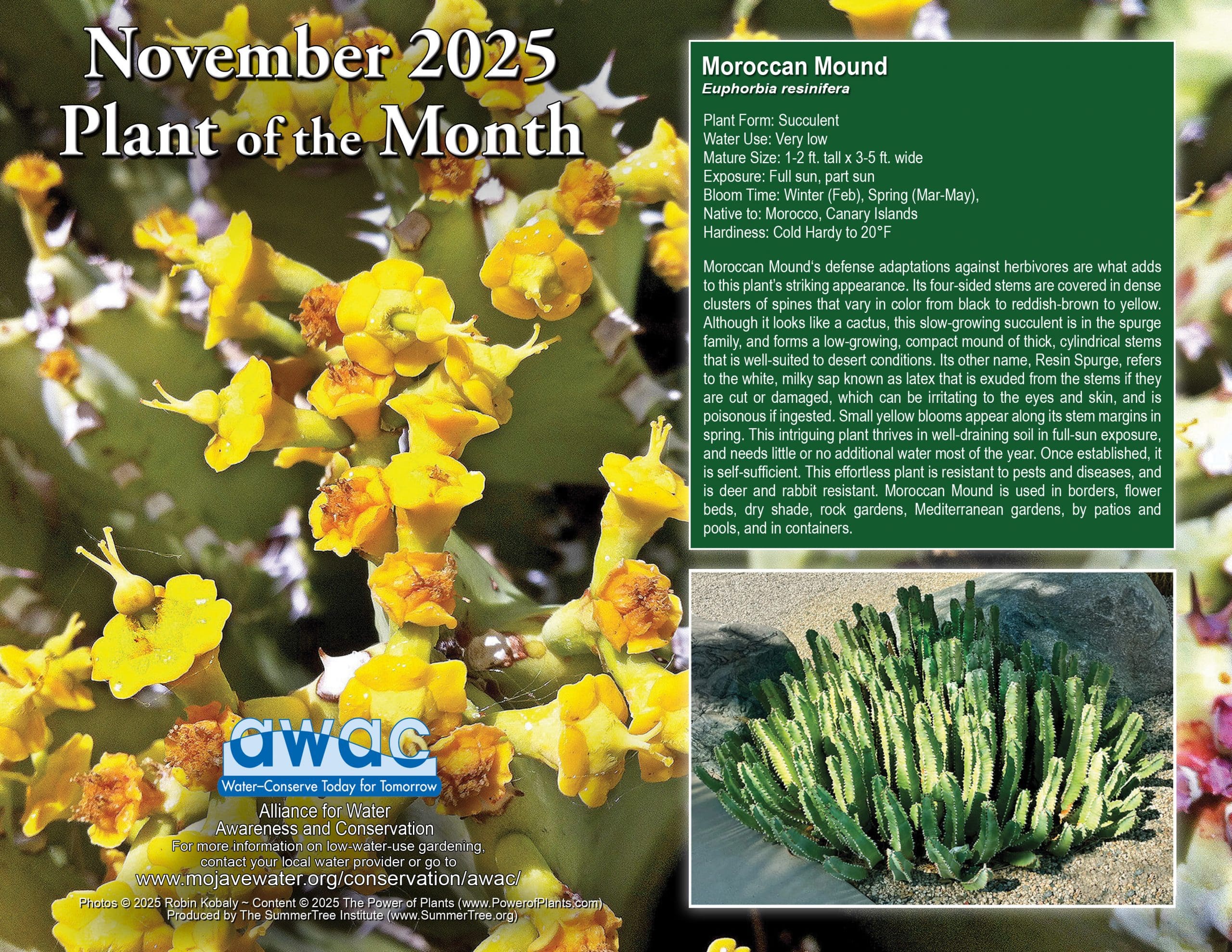 Plants of November 2025
